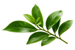 Leaf